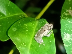 Pristimantis platydactylus