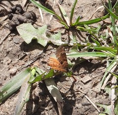 Epirrhoe plebeculata