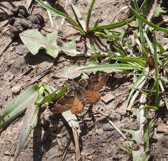 Epirrhoe plebeculata