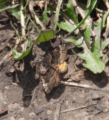 Epirrhoe plebeculata