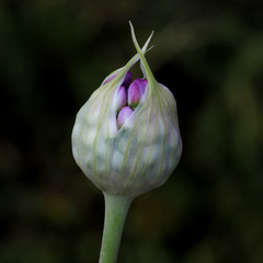 Allium carmeli