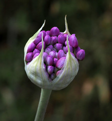 Allium carmeli