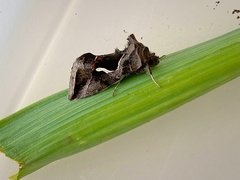 Macdunnoughia confusa