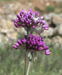 Allium carmeli