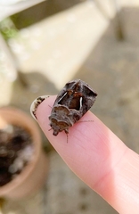 Macdunnoughia confusa