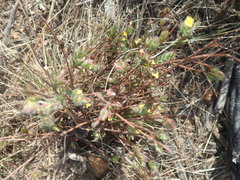 Gnidia humilis