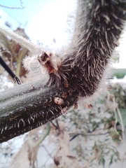 Psyllobora bicongregata