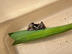 Macdunnoughia confusa