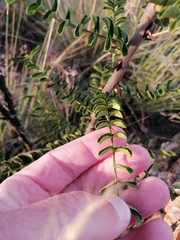 Zanthoxylum