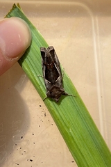 Macdunnoughia confusa