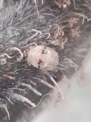 Psyllobora bicongregata