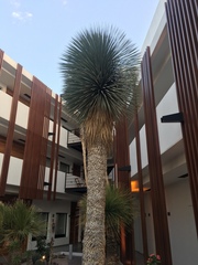 Dasylirion acrotrichum