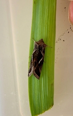 Macdunnoughia confusa