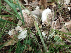 Phellodon confluens