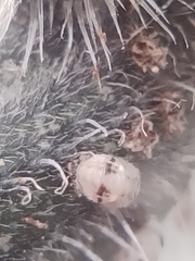 Psyllobora bicongregata