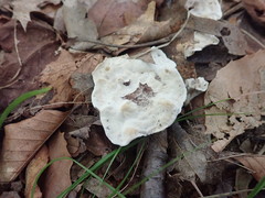 Phellodon confluens