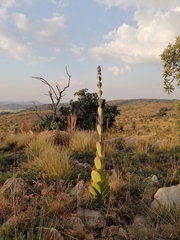 Kalanchoe thyrsiflora