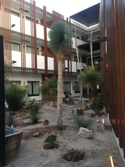 Dasylirion acrotrichum