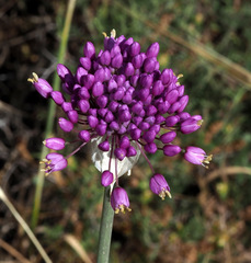Allium carmeli