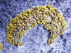 Xanthopsorella texana