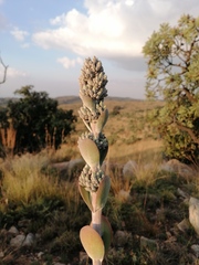 Kalanchoe thyrsiflora