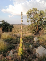 Kalanchoe thyrsiflora
