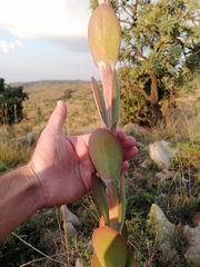Kalanchoe thyrsiflora