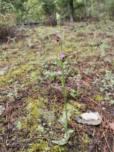 okrunjena kokica (Ophrys oestrifera rhodostephane)