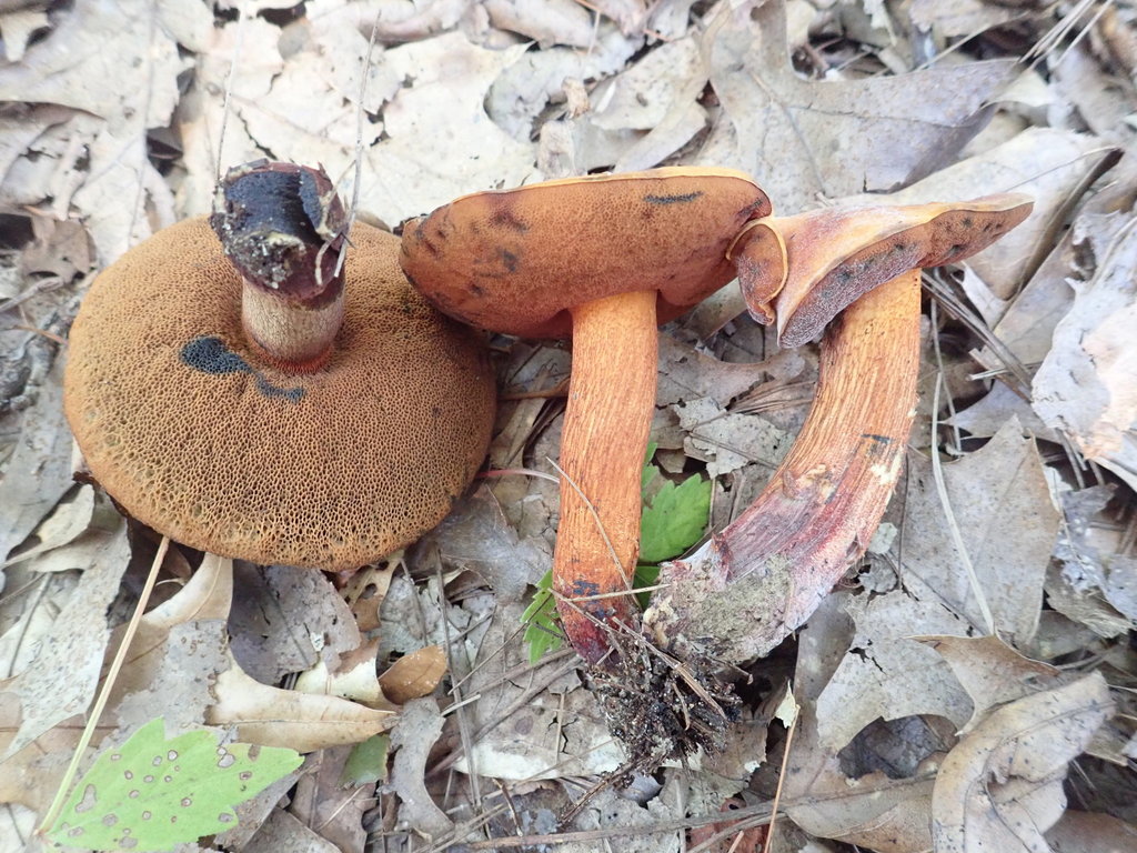 Boletus vinaceobasis