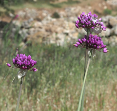 Allium carmeli