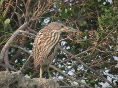 Ixobrychus cinnamomeus