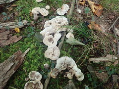 Phellodon confluens