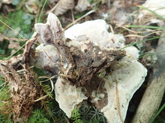 Phellodon confluens