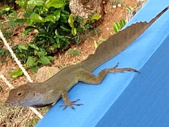 Anolis cristatellus wileyae