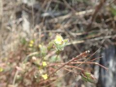 Gnidia humilis
