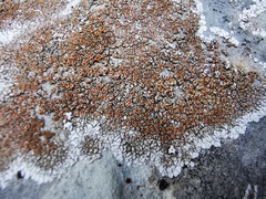 Squamulea galactophylla