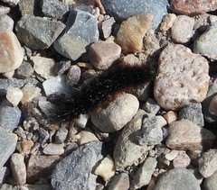 Apantesis nevadensis