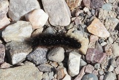 Apantesis nevadensis