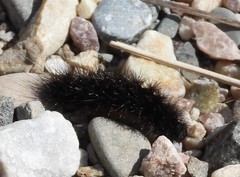 Apantesis nevadensis