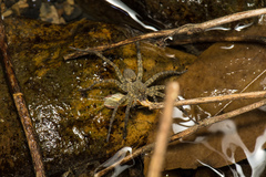 Pardosa jambaruensis
