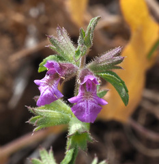 Stachys neurocalycina