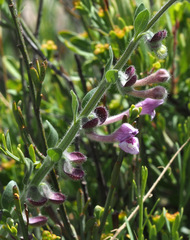 Scutellaria brevibracteata
