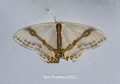 Macrocilix mysticata