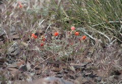 Sphaeralcea munroana