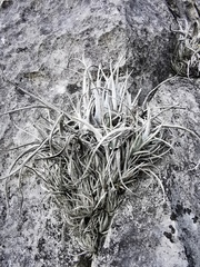 Tillandsia karwinskyana