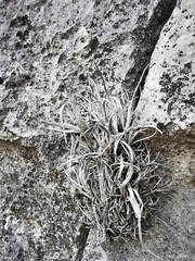Tillandsia karwinskyana