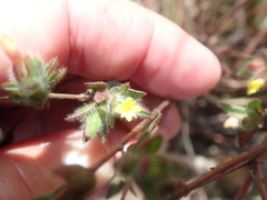 Gnidia humilis