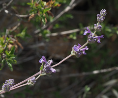 Nepeta curviflora