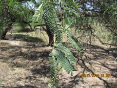 Prosopis laevigata