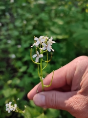 Alliaria petiolata